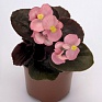 Бегония вечноцветущая (бронзовая листва) (Begonia semperflorens)