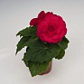 Бегония клубневая махровая (Begonia tuberhybrida)