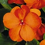 Бальзамин Уоллера (Impatiens walleriana) Бальзамин Уоллера (Impatiens walleriana)