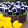 Виола виттрока (Viola wittrockiana)