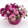 Бальзамин Уоллера (Impatiens walleriana) Бальзамин Уоллера (Impatiens walleriana)