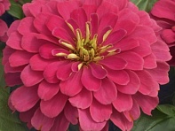 Цинния изящная (Magellan F1) Цинния изящная (Magellan F1)