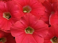 Петуния ампельная гибридная (Shock Wave F1)