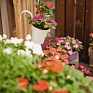 Бальзамин Уоллера (Impatiens walleriana) Бальзамин Уоллера (Impatiens walleriana)