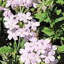 Вербена гибридная (Verbena hybrida) Вербена гибридная (Verbena hybrida)
