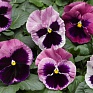 Цикламен персидский (Cyclamen persicum)