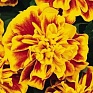 Бархатцы отклоненные (Tagetes patula) Бархатцы отклоненные (Tagetes patula)