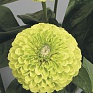 Цинния изящная (Zinnia elegans)