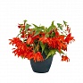 Бегония гибридная ампельная (зеленая листва) (Begonia hybrida) Бегония гибридная ампельная (зеленая листва) (Begonia hybrida)