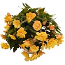 Бегония клубневая махровая ампельная (Begonia tuberhybrida) Бегония клубневая махровая ампельная (Begonia tuberhybrida)