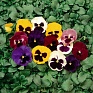 Виола Виттрока (Viola wittrockiana) Виола Виттрока (Viola wittrockiana)