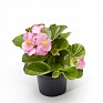 Бегония гибридная (зеленая листва) (Begonia hybrida)