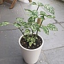 Гипоэстес листоколосниковый (Hypoestes phyllostachya)