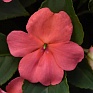 Бальзамин Уоллера (Impatiens walleriana) Бальзамин Уоллера (Impatiens walleriana)