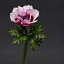 Анемона (Ветреница) корончатая (Anemone coronaria) Анемона (Ветреница) корончатая (Anemone coronaria)