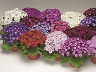 Цинерария гибридная (Venezia F1)