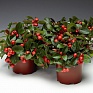 Гаультерия лежачая (Gaultheria procumbens)