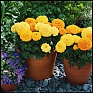 Бархатцы прямостоячие (Tagetes erecta)
