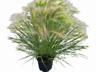 Ячмень гривастый (Ricky)