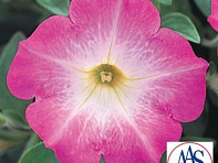 Петуния ампельная гибридная (Opera Supreme F1)