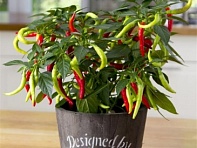 Перец летний (Pinata)