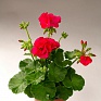 Герань (пеларгония садовая) (Pelargonium x hortorum)