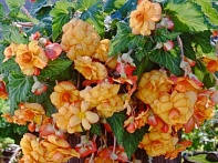 Бегония клубневая махровая ампельная
