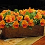Виола виттрока (Viola wittrockiana)