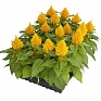 Целозия метельчатая (Celosia plumosa) Целозия метельчатая (Celosia plumosa)
