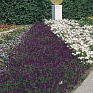 Вербена красивая (Verbena speciosa)