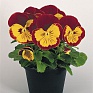 Виола виттрока (Viola wittrockiana) Виола виттрока (Viola wittrockiana)