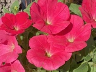 Петуния ампельная гибридная (My Joy F1)