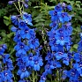Дельфиниум высокий (Delphinium elatum) Дельфиниум высокий (Delphinium elatum)
