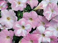 Петуния ампельная гибридная (Wonder Wave F1)