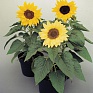 Подсолнечник летний (Helianthus annuus)