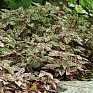 Гипоэстес листоколосниковый (Hypoestes phyllostachya)