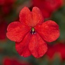 Бальзамин Уоллера ампельный (Impatiens walleriana) Бальзамин Уоллера ампельный (Impatiens walleriana)