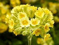 Примула весенняя (Cabrillo)