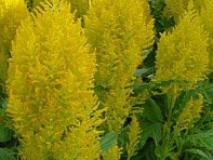 Целозия метельчатая (Sunday) Целозия метельчатая (Sunday)