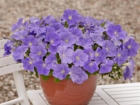Петуния ампельная гибридная (E3 Easy Wave F1)