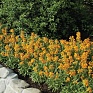 Желтушник гибридный (Erysimum hybridum)