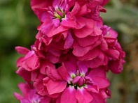 Левкой седой (Column)