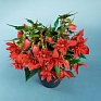 Бегония гибридная ампельная (зеленая листва) (Begonia hybrida) Бегония гибридная ампельная (зеленая листва) (Begonia hybrida)