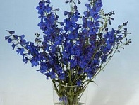 Дельфиниум высокий (Blue Donna)