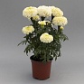 Бархатцы прямостоячие (Tagetes erecta) Бархатцы прямостоячие (Tagetes erecta)