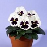 Виола Виттрока (Viola wittrockiana)