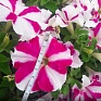 Петуния ампельная гибридная (Petunia x hybrida) Петуния ампельная гибридная (Petunia x hybrida)