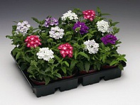 Вербена гибридная (Obsession F1)