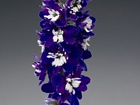 Дельфиниум высокий (Excalibur) Дельфиниум высокий (Excalibur)