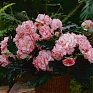 Бегония клубневая махровая (Begonia tuberhybrida)